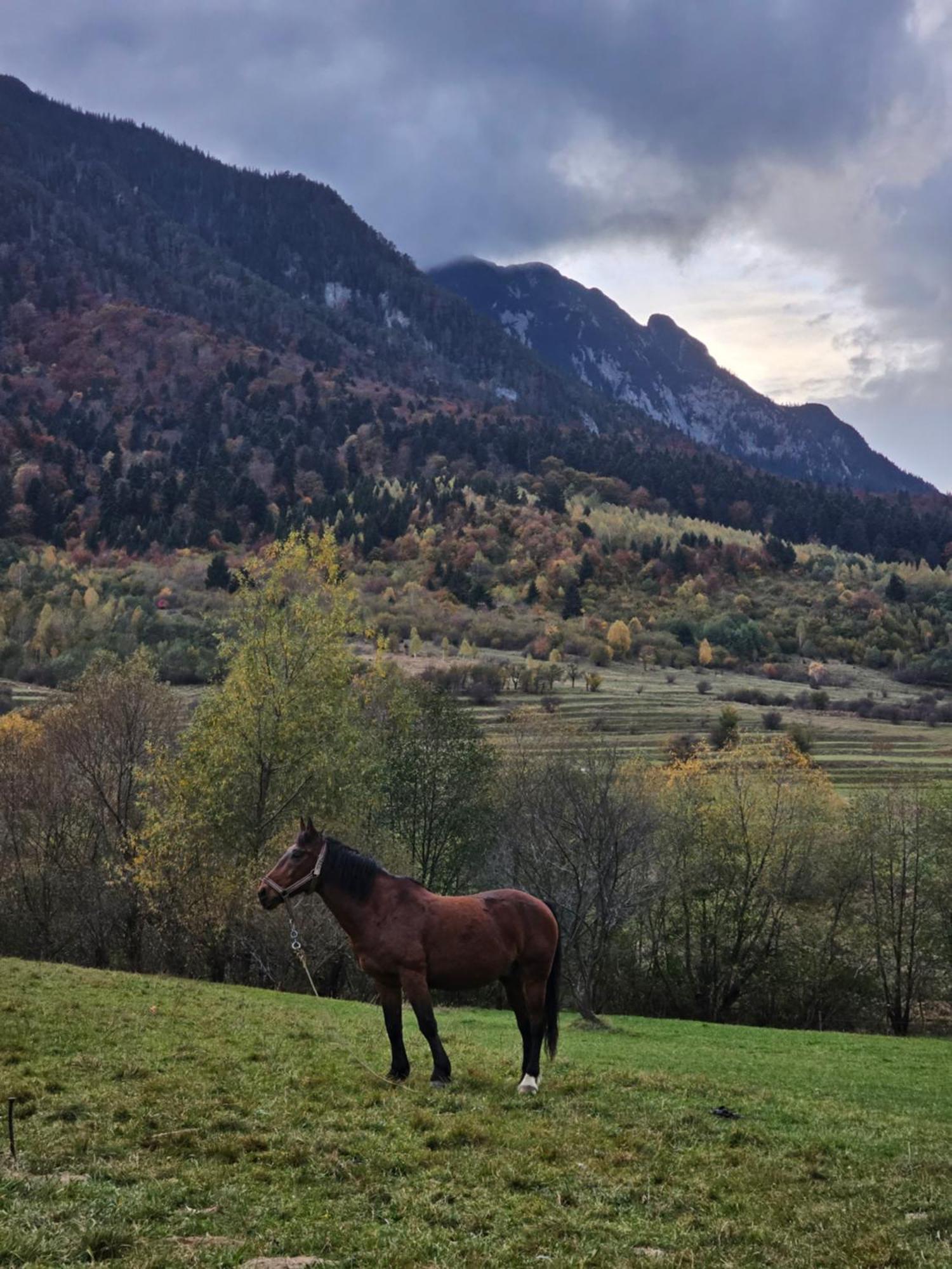 Pensiunea Kyfana Zărneşti Exteriör bild